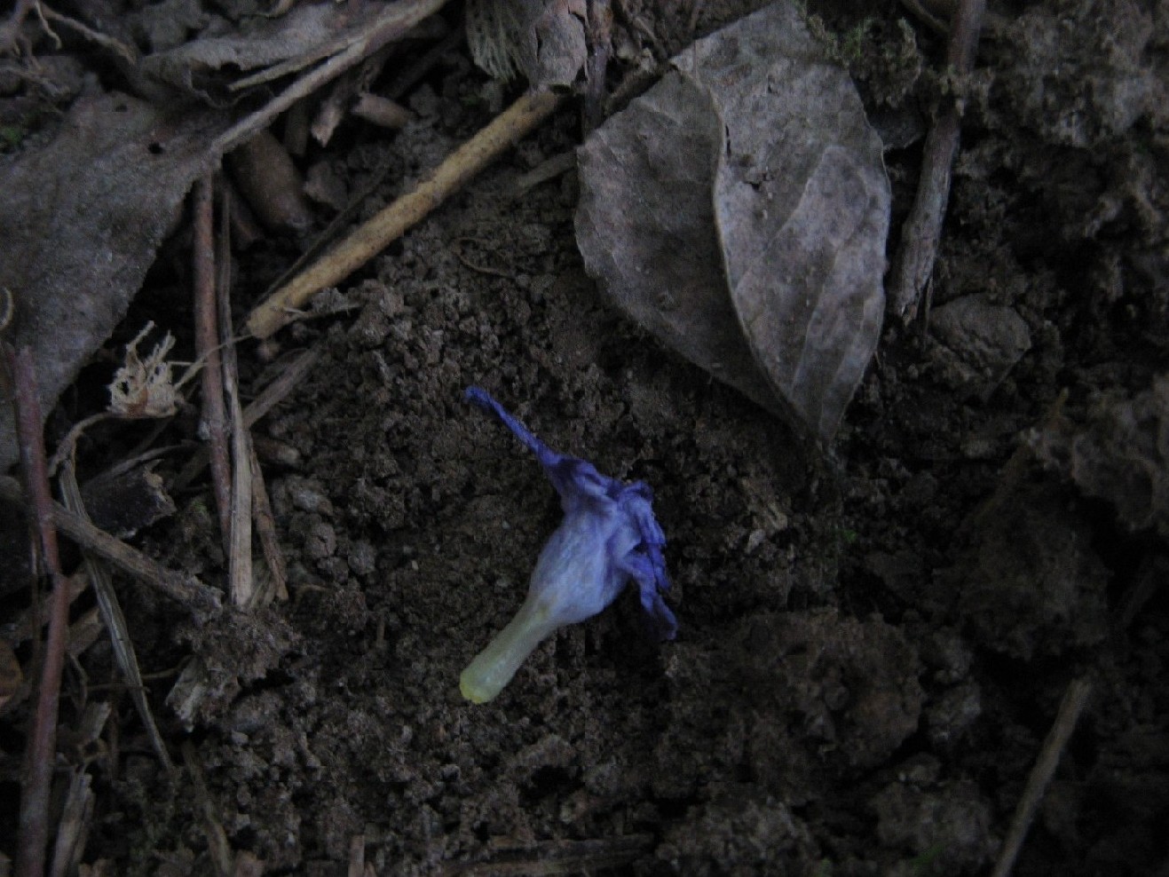 Vinca minor e altre pervinche